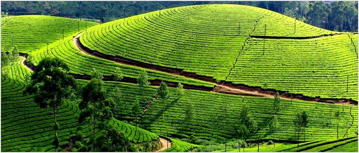 Ooty: The Queen of Hill Stations