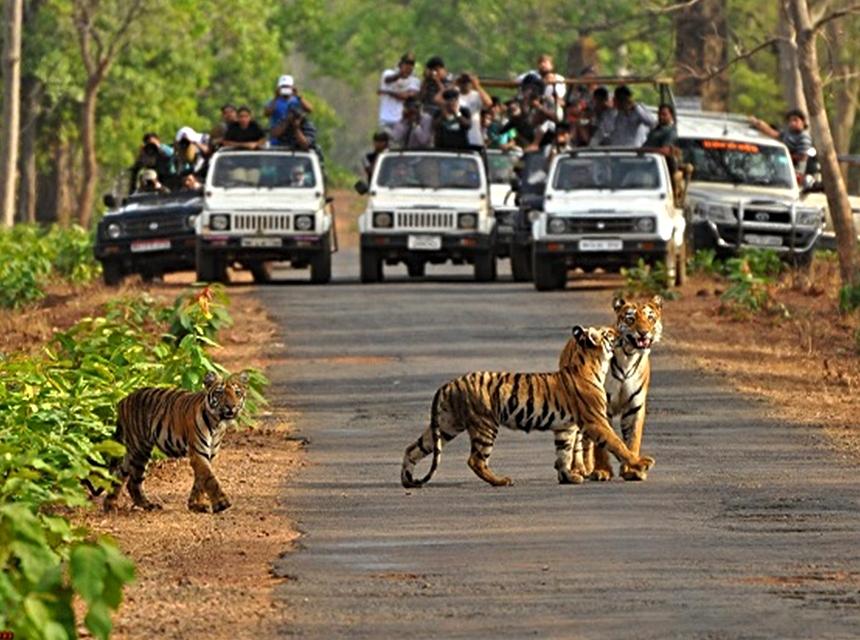 Kabini: Karnataka’s Enchanting Wilderness Haven